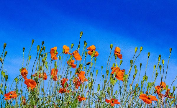 Gulin, Sylvia 아티스트의 USA-Washington State-Palouse and field of red poppies작품입니다.